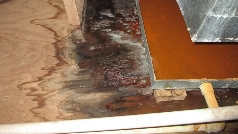Water stained wood floor with a lifted board showing damaged subfloor