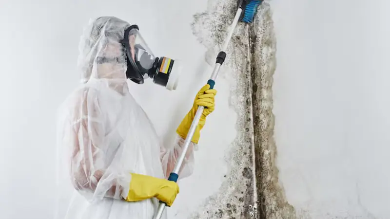 Worker in a white suit and respirator treating a moldy wall with a pole sprayer